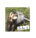ここぽんれお（個別スタンプ：6）