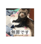 ここぽんれお（個別スタンプ：8）