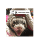 ここぽんれお（個別スタンプ：9）