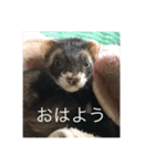 ここぽんれお（個別スタンプ：11）