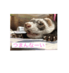 ここぽんれお（個別スタンプ：12）