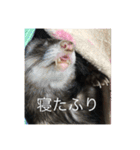 ここぽんれお（個別スタンプ：13）