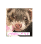 ここぽんれお（個別スタンプ：14）
