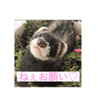 ここぽんれお（個別スタンプ：16）