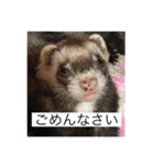 ここぽんれお（個別スタンプ：17）