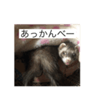 ここぽんれお（個別スタンプ：18）