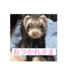 ここぽんれお（個別スタンプ：19）