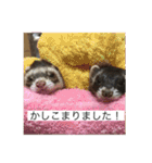 ここぽんれお（個別スタンプ：20）