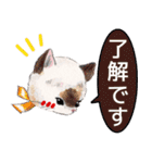 お手紙猫ちゃん（個別スタンプ：3）