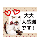 お手紙猫ちゃん（個別スタンプ：7）