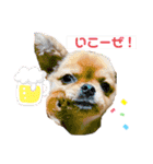 しんぱち＆ちょぱスタンプ（個別スタンプ：5）