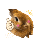 うさぎさんすたんぷᙏ̤̫͚（個別スタンプ：1）