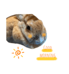 うさぎさんすたんぷᙏ̤̫͚（個別スタンプ：3）