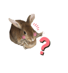 うさぎさんすたんぷᙏ̤̫͚（個別スタンプ：4）