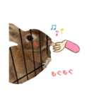 うさぎさんすたんぷᙏ̤̫͚（個別スタンプ：5）