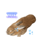 うさぎさんすたんぷᙏ̤̫͚（個別スタンプ：6）