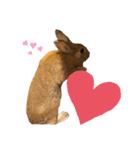 うさぎさんすたんぷᙏ̤̫͚（個別スタンプ：7）