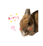 うさぎさんすたんぷᙏ̤̫͚（個別スタンプ：8）