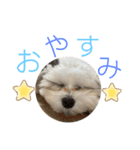 コハクスタンプ1（個別スタンプ：3）