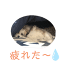 コハクスタンプ1（個別スタンプ：6）