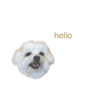 愛犬cappuccino（個別スタンプ：1）