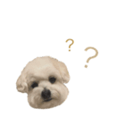 愛犬cappuccino（個別スタンプ：2）