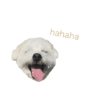 愛犬cappuccino（個別スタンプ：3）