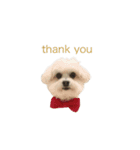 愛犬cappuccino（個別スタンプ：5）