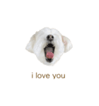 愛犬cappuccino（個別スタンプ：6）