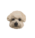 愛犬cappuccino（個別スタンプ：8）