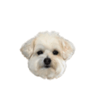 愛犬cappuccino（個別スタンプ：10）