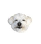 愛犬cappuccino（個別スタンプ：13）