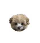 愛犬cappuccino（個別スタンプ：16）