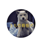 整体きむらさんちのスタンプ（個別スタンプ：11）