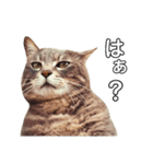 やる気のない猫、ちゃぼとその友達しろ（個別スタンプ：1）