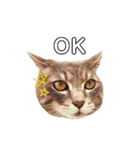 やる気のない猫、ちゃぼとその友達しろ（個別スタンプ：2）