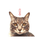 やる気のない猫、ちゃぼとその友達しろ（個別スタンプ：3）
