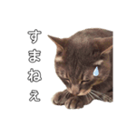 やる気のない猫、ちゃぼとその友達しろ（個別スタンプ：4）