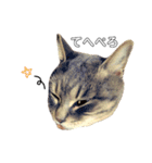 やる気のない猫、ちゃぼとその友達しろ（個別スタンプ：5）