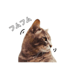 やる気のない猫、ちゃぼとその友達しろ（個別スタンプ：7）