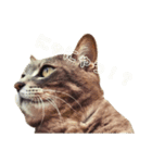 やる気のない猫、ちゃぼとその友達しろ（個別スタンプ：8）