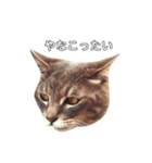 やる気のない猫、ちゃぼとその友達しろ（個別スタンプ：9）