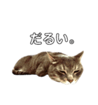 やる気のない猫、ちゃぼとその友達しろ（個別スタンプ：10）