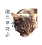 やる気のない猫、ちゃぼとその友達しろ（個別スタンプ：11）