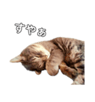 やる気のない猫、ちゃぼとその友達しろ（個別スタンプ：12）