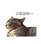 やる気のない猫、ちゃぼとその友達しろ（個別スタンプ：13）