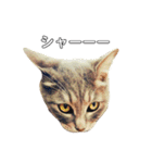 やる気のない猫、ちゃぼとその友達しろ（個別スタンプ：14）