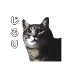 やる気のない猫、ちゃぼとその友達しろ（個別スタンプ：15）