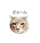 やる気のない猫、ちゃぼとその友達しろ（個別スタンプ：18）