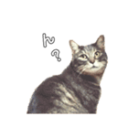 やる気のない猫、ちゃぼとその友達しろ（個別スタンプ：20）